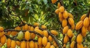 Campagne cacaoyère 2026/2027 : la traçabilité numérique, chantier discret qui attend les producteurs camerounais