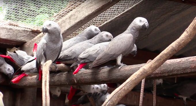 African-gray-parrots-at-rescue-centre_WCS-1
