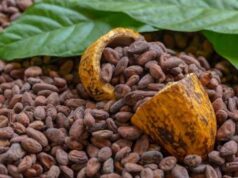 Cacao africain : le Cameroun, le Nigeria, le Ghana et la Côte d’Ivoire disent stop à l’export des fèves brutes et s’unissent face aux acheteurs internationaux