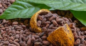 Cacao africain : le Cameroun, le Nigeria, le Ghana et la Côte d’Ivoire disent stop à l’export des fèves brutes et s’unissent face aux acheteurs internationaux