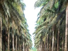 Filière huile de palme : Socapalm aligne ses six sites sur la certification RSPO