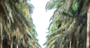 Filière huile de palme : Socapalm aligne ses six sites sur la certification RSPO