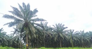 Socapalm : Proforest salue les avancées du dialogue foncier à Dibombari et Édéa, fruit d’un engagement soutenu avec les communautés riveraines