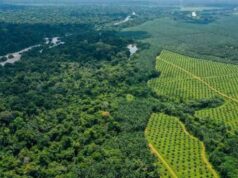 Marché des actions : SOCAPALM tient son cours à 50 000 FCFA dans un marché au ralenti