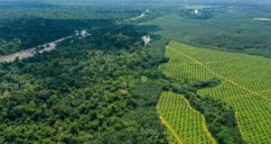 Socapalm : Dibombari, Édéa, Safacam, Proforest constate une centralisation des dispositifs de plainte