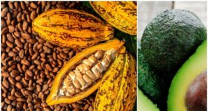 Commerce international : cacao, café, avocat camerounais débarrassés à 100 de tout droit de douane sur le marché chinois