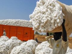 Filière coton : avec une moyenne de 1,54 tonne par hectare, le Cameroun impose son leadership sur la productivité continentale