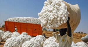 Filière coton : avec une moyenne de 1,54 tonne par hectare, le Cameroun impose son leadership sur la productivité continentale