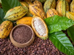 Commerce extérieur : à elle seule 35 % de la valeur totale des sorties, la fève demeure le principal produit d’exportation du Cameroun