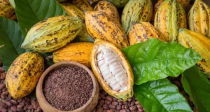 Commerce extérieur : à elle seule 35 % de la valeur totale des sorties, la fève demeure le principal produit d’exportation du Cameroun