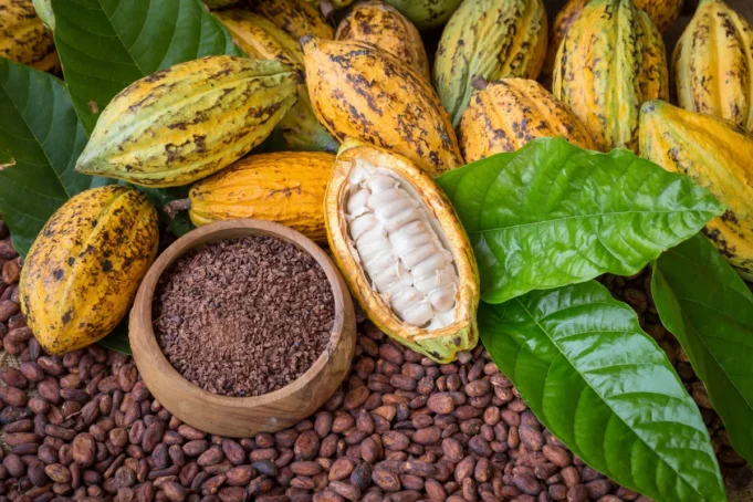 feve-cacao-chocolat