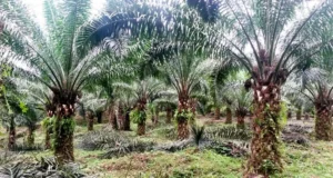 Agroforesterie : Socapalm cède ses champs d’Eséka à Opalm
