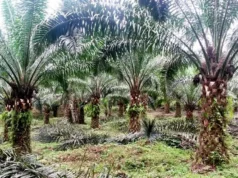 Foncier : la Socapalm engagée dans la restitution des terres à l’État à Eséka et Dibombari